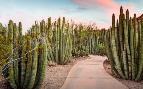 Tohono Chul Park